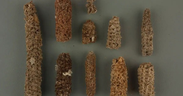 Bí mật "bốc mùi" giúp nền văn minh cổ đại nở hoa giữa sa mạc khô cằn nhất Trái Đất avatar1771415194790 17714151951161362492025jpg