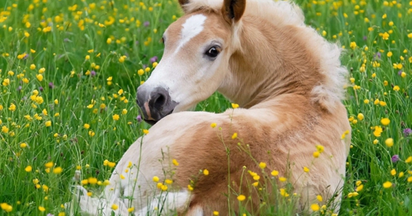 Chuyện không ai biết về con ngựa avatar1771490393028 17714903940831028741247 0 57 315 561 crop 17714903996751919773415jpeg