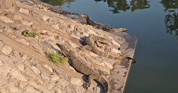 Gần 300 "quái thú" cỡ lớn tràn ra khu chợ đông đúc, người dân thấp thỏm vì chúng ngày càng dạn avatar1771649840949 17716498411851935156436jpg