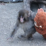 Dân mạng xót xa chú khỉ con phải chơi gấu bông vì bị bầy đàn bắt nạt avatar1771658035969 1771658036168163047894png