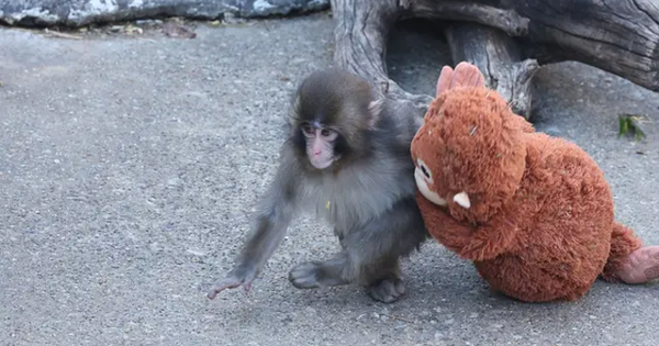 Dân mạng xót xa chú khỉ con phải chơi gấu bông vì bị bầy đàn bắt nạt avatar1771658035969 1771658036168163047894png