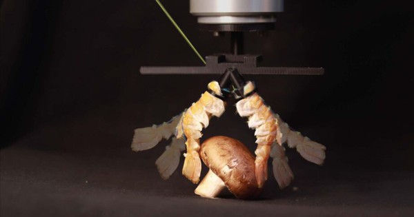 Độc lạ robot: Từ "lai" sinh học đến "da" điện tử avatar1771666164356 17716661646961442509972jpg