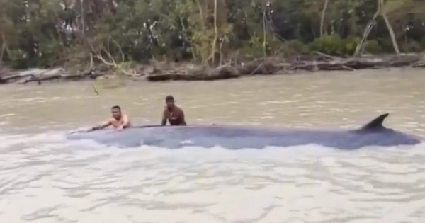 Đi đánh cá, ngư dân phát hiện thứ khổng lồ dài 15 mét nổi trên sông avatar1771734500585 17717345007871856713208jpg