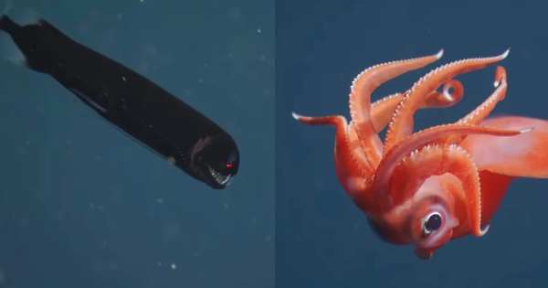 Chạm trán những sinh vật ngoạn mục dưới đáy biển sâu avatar1771747706454 1771747706997404708298jpg