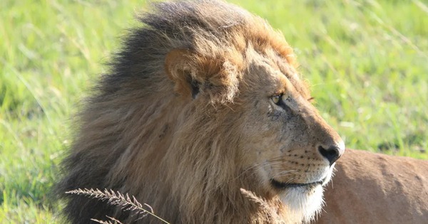 Lần đầu tiên trên thế giới, pháp y ADN giúp kết án tội phạm giết và buôn bán một cá thể sư tử avatar1771748776716 1771748777054516193677jpg