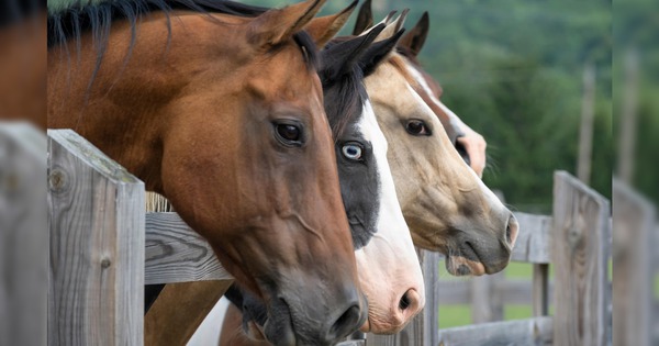 Bí ẩn giật mình phía sau kiếp làm thuê của loài ngựa: Chúng biết đọc tâm trí con người! avatar1771749539120 17717495393781406104310jpg