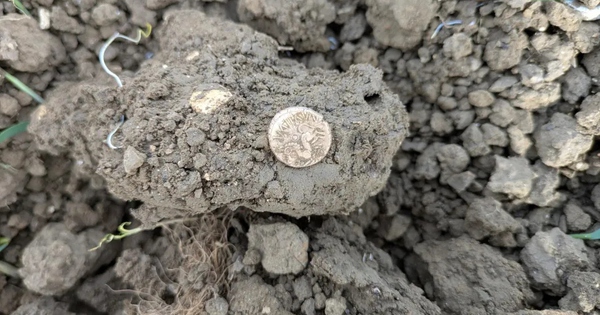 Dò kim loại, người đàn ông phát hiện kho báu quý giá trên cánh đồng avatar1771758703903 17717587041341893653438jpg