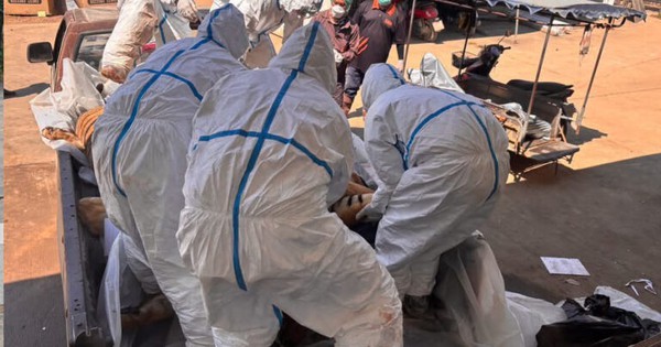 72 con hổ chết vì dịch bệnh tại Thái Lan, 108 người từng tiếp xúc đang được theo dõi sức khỏe avatar1771825151245 17718251515501166548236jpg