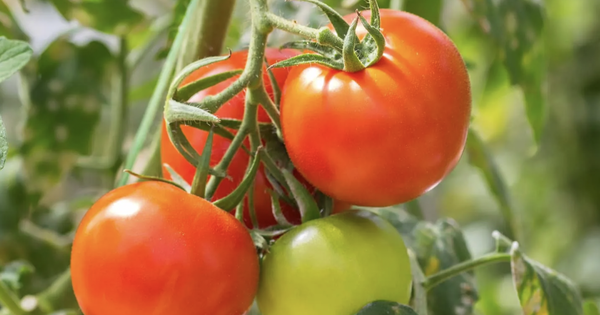 Phát minh của Trung Quốc khiến ngành thực phẩm chấn động: Tạo ra cà chua biến đổi gen, mùi thơm như bắp rang bơ, nhìn không khác gì cây bình thường avatar1771840122663 17718401228911773330050png