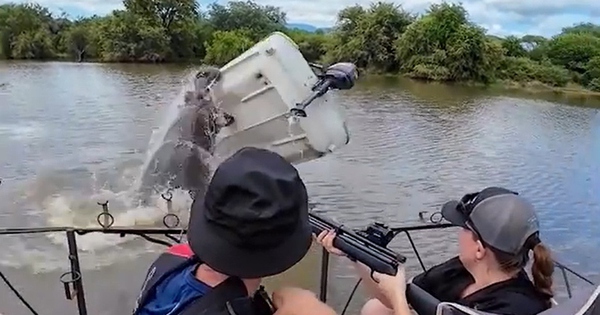 Hà mã hung hãn lật úp chiếc thuyền, người đàn ông rơi xuống sông avatar1771901634064 1771901634216593213124jpg