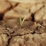 Sử dụng một giống "hóa thạch sống", Trung Quốc biến sa mạc cát thành đất xanh trong 10 tháng avatar1772028618655 1772028619933558640602jpeg