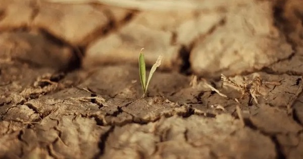 Sử dụng một giống "hóa thạch sống", Trung Quốc biến sa mạc cát thành đất xanh trong 10 tháng avatar1772028618655 1772028619933558640602jpeg