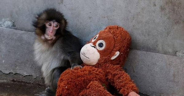 Thú bông của chú khỉ Punch tăng giá gấp 16 lần vẫn cháy hàng avatar1772084675390 17720846766621470142303jpg