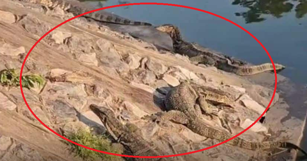 Thành phố bị 1 loài động vật khổng lồ xâm chiếm, người dân sợ hãi phải cầu cứu cơ quan chức năng avatar1772167629455 1772167629936174820472png