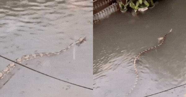 Sốc: Trăn khổng lồ dài 5m bơi giữa phố ngập ở Bali, clip từ ban công khiến dân mạng rùng mình avatar1772177166541 1772177166953395620126gifpng