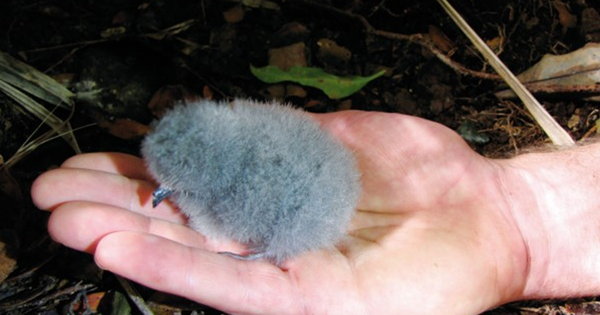 Loài vật quý hiếm bậc nhất hành tinh, tưởng tuyệt chủng 100 năm bất ngờ "tái xuất" qua một quả trứng nhỏ avatar1772526105644 177252610661121249778png