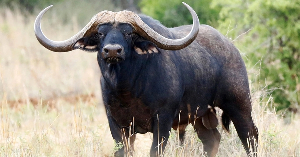 Con trâu đắt nhất thế giới giá gần 300 tỷ đồng gây chấn động: Sở hữu "mỏ vàng" đặc biệt avatar1772587197049 1772587197448431172981jpg