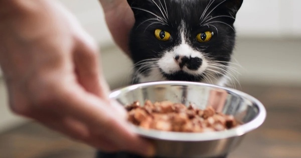 Chàng trai kiếm được 600 triệu đồng dịp Tết nhờ dịch vụ cho mèo ăn avatar1772608786983 1772608787508124156758jpeg