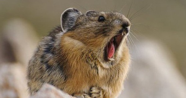 Loài vật quý hiếm bậc nhất thế giới, tuyệt tích 20 năm bất ngờ "tái xuất" avatar1772697614403 177269761519362517682 0 17 315 521 crop 17726976321471175889410jpg 1