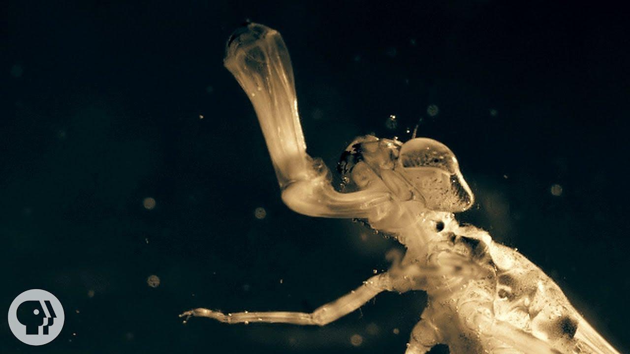 Một sinh vật lạ trông giống châu chấu đã xuất hiện trong bể cá và bơi cực nhanh, cư dân mạng cảnh báo nếu không bắt nhanh nó sẽ ăn hết cá- Ảnh 4.