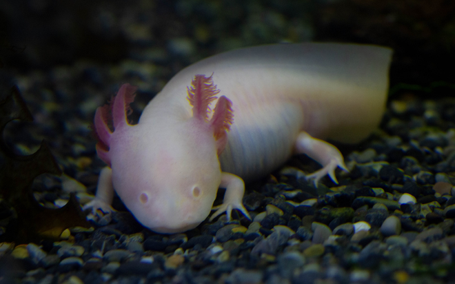 Tạo hóa chắc hẳn đã