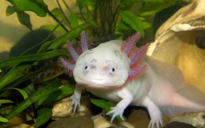 Tạo hóa chắc hẳn đã