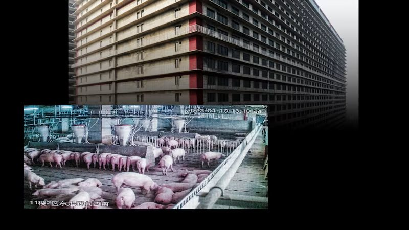 Cận cảnh khách sạn 26 tầng không dành cho người: Câu chuyện Trung Quốc muốn xuất khẩu mô hình nuôi lợn sang ĐNÁ- Ảnh 2.
