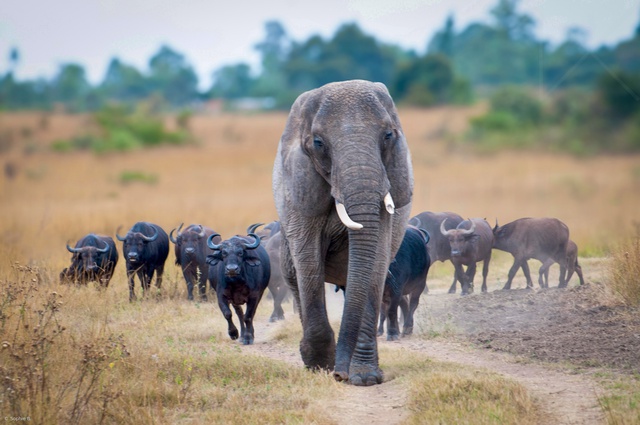 Con voi này tưởng mình là trâu, thậm chí trở thành thủ lĩnh đàn trâu và đã giết chết 14 con trâu đực đến thách đấu- Ảnh 2.
