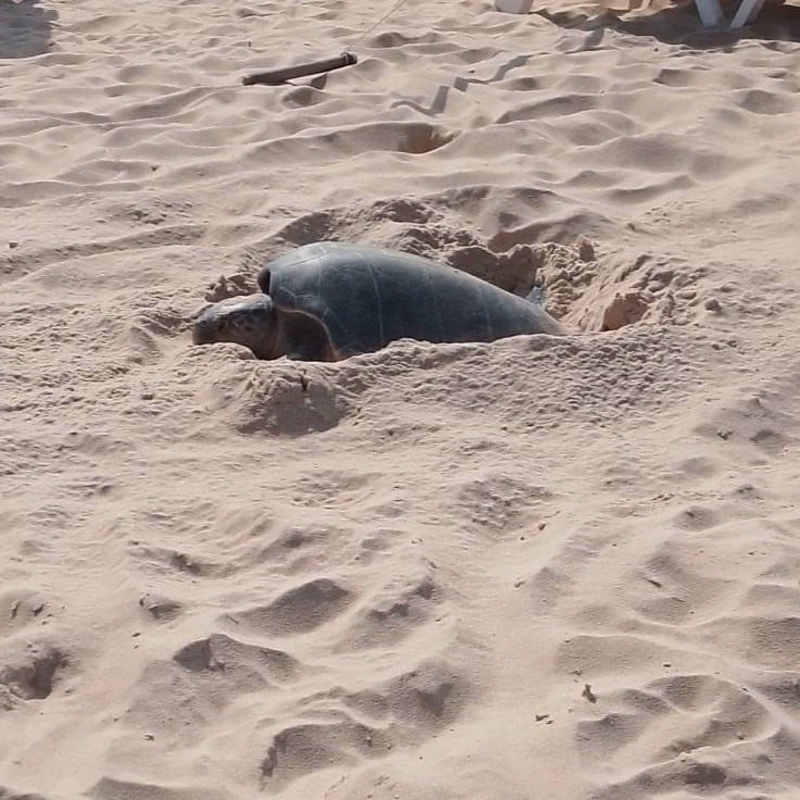 Cả bãi biển sững lại khi sinh vật đẻ một lèo 125 quả trứng, du khách vây quanh xem không rời mắt- Ảnh 1.