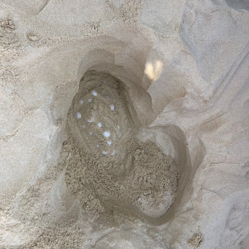 Cả bãi biển sững lại khi sinh vật đẻ một lèo 125 quả trứng, du khách vây quanh xem không rời mắt- Ảnh 2.