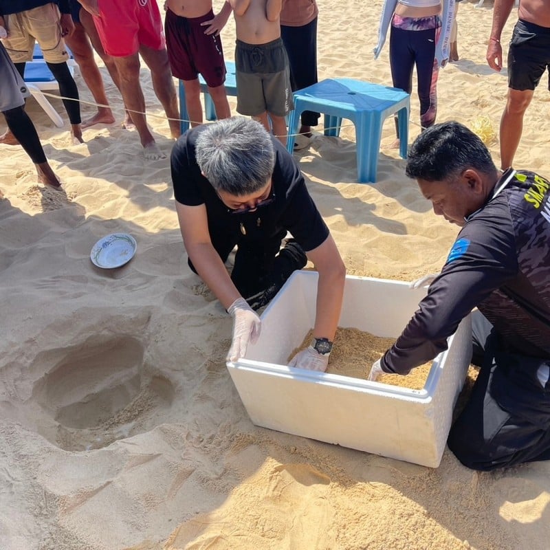 Cả bãi biển sững lại khi sinh vật đẻ một lèo 125 quả trứng, du khách vây quanh xem không rời mắt- Ảnh 3.