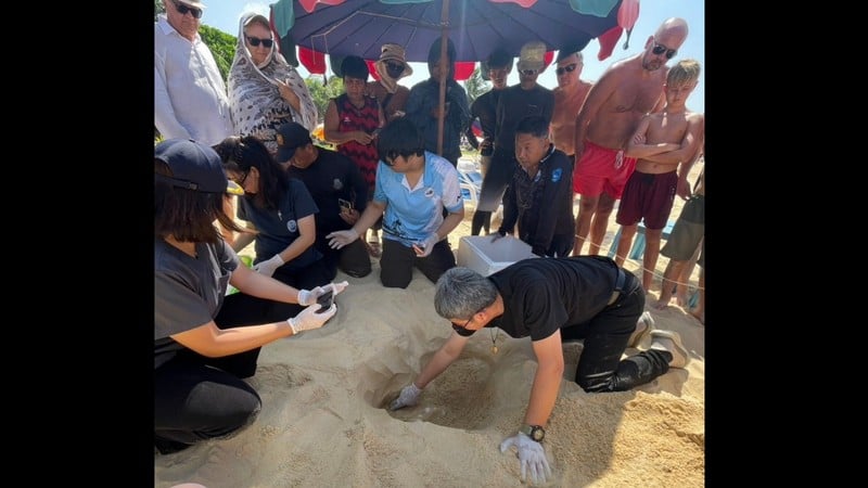 Cả bãi biển sững lại khi sinh vật đẻ một lèo 125 quả trứng, du khách vây quanh xem không rời mắt- Ảnh 4.