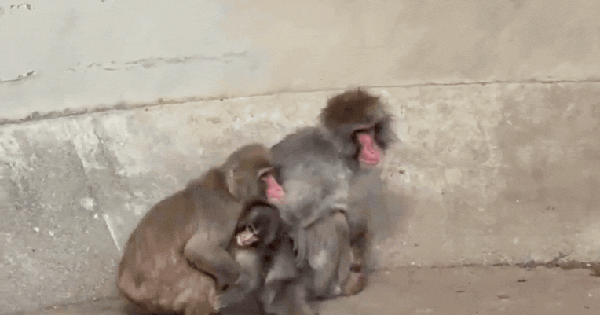 Chú khỉ Punch mà cả thế giới đang quan tâm cuối cùng đã được ôm rồi! ban sao cua gia toc giau nhat the gioi 45 17718250395401623461345 1771828701672 1771828701959541861843 0 0 477 764 crop 1771828745465943093978gifpng