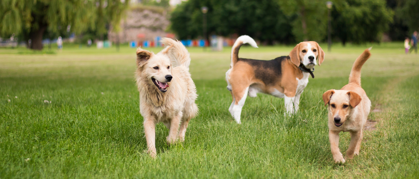 Các nhà khoa học tin rằng nếu con người biến mất, tất cả các loài chó trên hành tinh sẽ biến thành