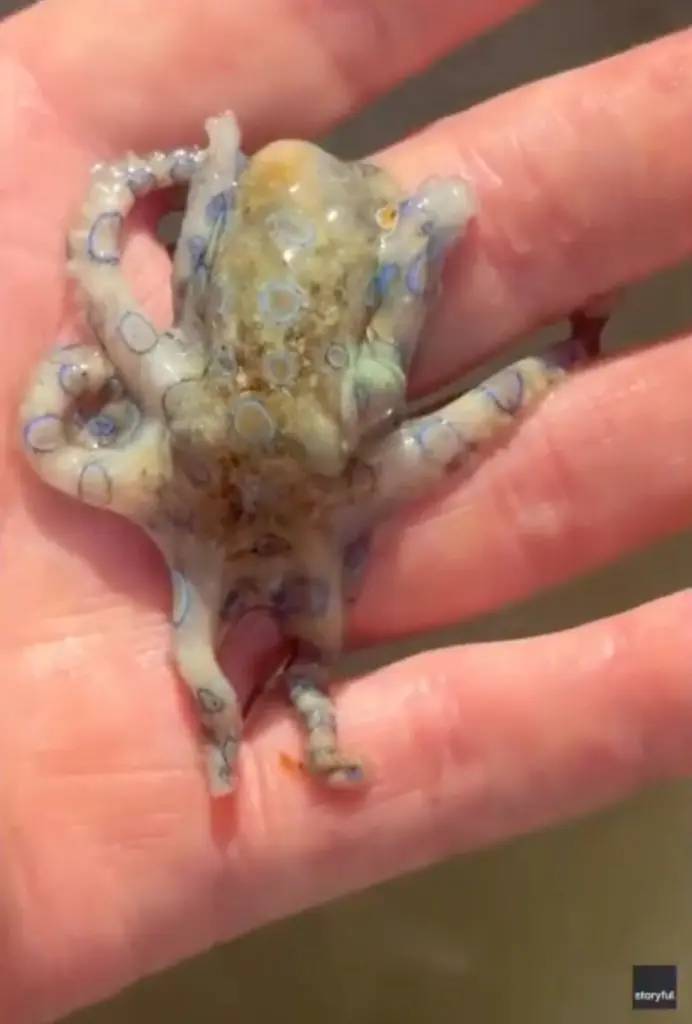 Đi nghỉ dưỡng, du khách vô tình cầm trên tay “thần chết đại dương” có nọc độc gấp 1.000 lần Xyanua- Ảnh 1.