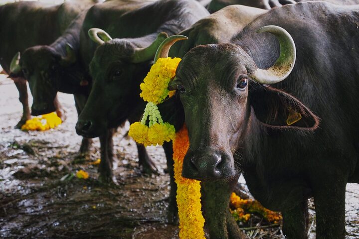 Tại sao người Thái Lan hầu như không ăn thịt bò?- Ảnh 3.