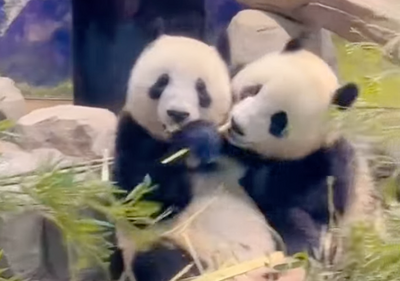 Buồn của Nhật Bản: 100.000 người đăng ký đến chia tay cặp gấu trúc song sinh về Trung Quốc, đánh dấu ngày không còn con gấu trúc nào trên lãnh thổ- Ảnh 1.