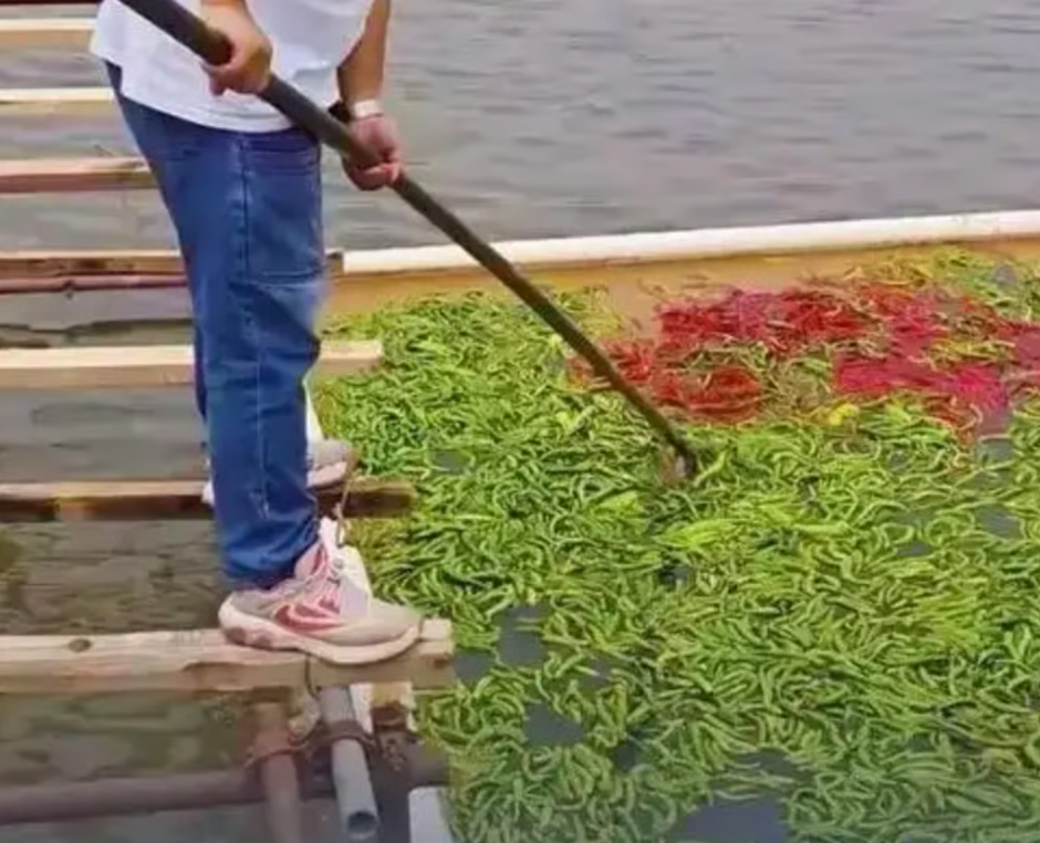 Nghe như đùa: Ao cá tại Trung Quốc được cho ăn 5 tấn ớt mỗi ngày, điểm lạ chỉ lộ ra khi thu hoạch- Ảnh 2.