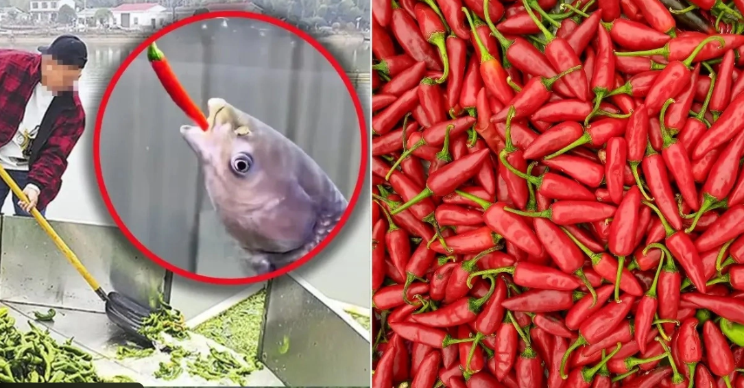 Nghe như đùa: Ao cá tại Trung Quốc được cho ăn 5 tấn ớt mỗi ngày, điểm lạ chỉ lộ ra khi thu hoạch- Ảnh 1.