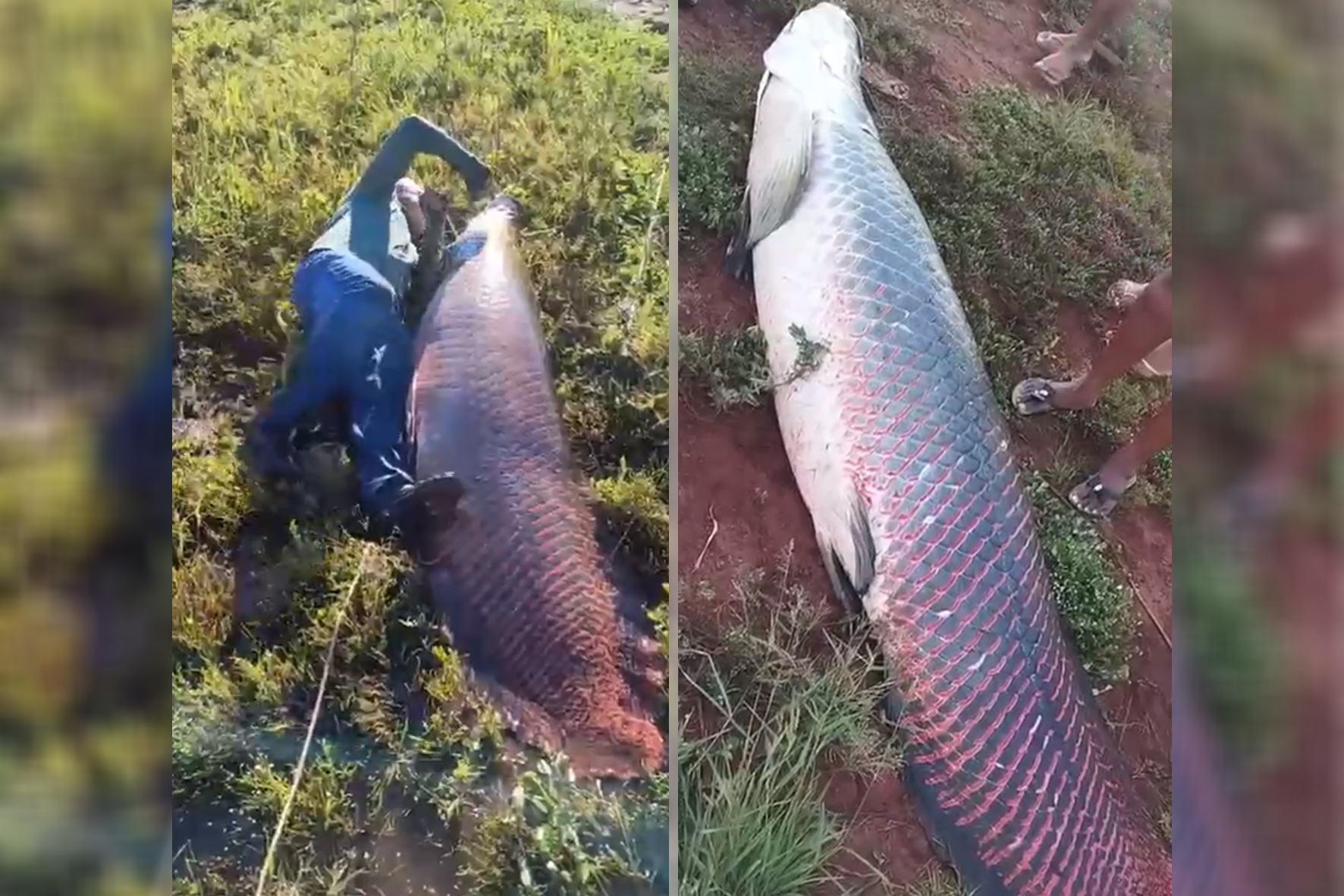 Ngư dân bắt được con cá khổng lồ nặng 135kg trên sông- Ảnh 1.