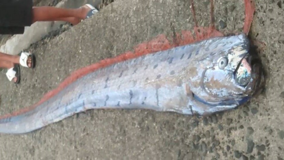 Ngư dân bắt được cá mái chèo khổng lồ dài 3 mét trên biển- Ảnh 1.
