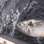 Cô gái câu được con cá ngừ khổng lồ nặng 344kg trên biển ca ngu khong lo 1767496972394410809847 1767520020719 17675200210031490397574 0 0 549 878 crop 17675200454191995625428jpg