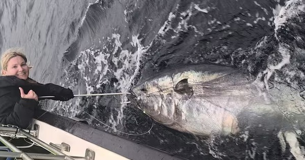 Cô gái câu được con cá ngừ khổng lồ nặng 344kg trên biển ca ngu khong lo 1767496972394410809847 1767520020719 17675200210031490397574 0 0 549 878 crop 17675200454191995625428jpg