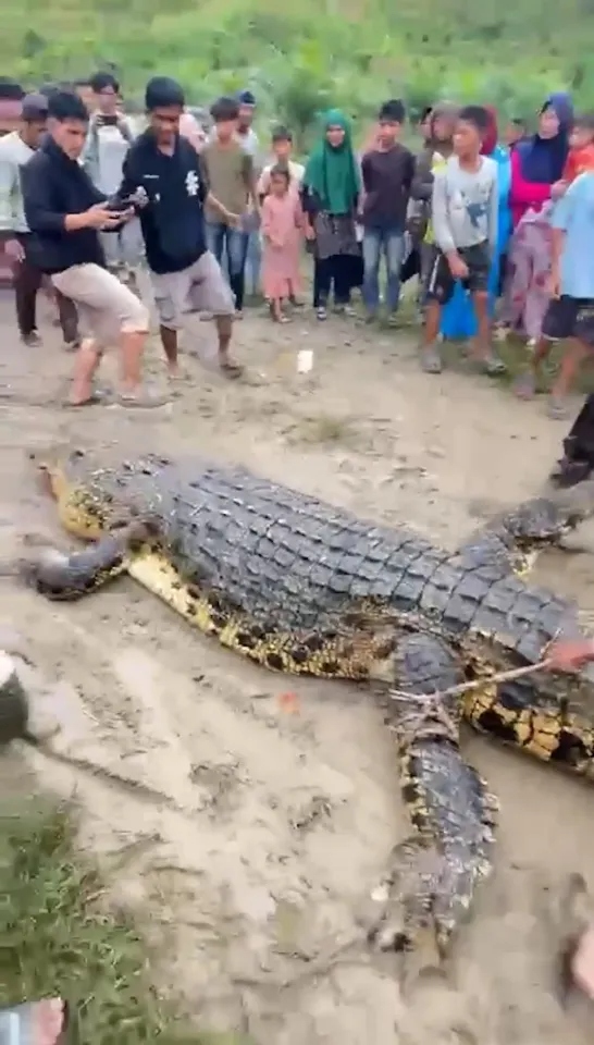 Mổ bụng cá sấu, người dân sốc nặng khi tìm thấy thứ bên trong- Ảnh 1.