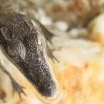 Nuôi cá sấu làm thú cưng - thú vui mới tại Australia ca sau 45539538388041278591927 1766903095719 1766903095857116547473 0 214 701 1336 crop 1766903121509243136679png