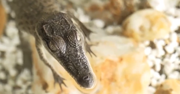 Nuôi cá sấu làm thú cưng - thú vui mới tại Australia ca sau 45539538388041278591927 1766903095719 1766903095857116547473 0 214 701 1336 crop 1766903121509243136679png