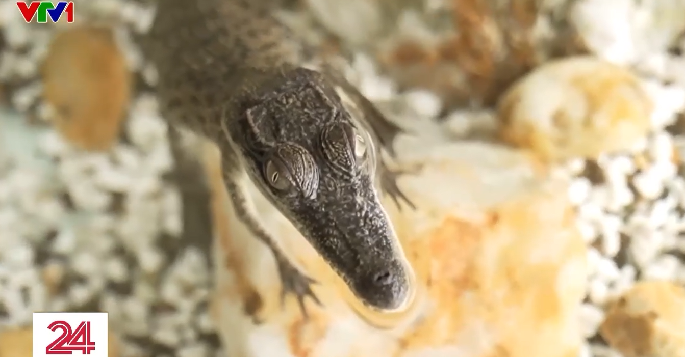 Nuôi cá sấu làm thú cưng - thú vui mới tại Australia- Ảnh 1.