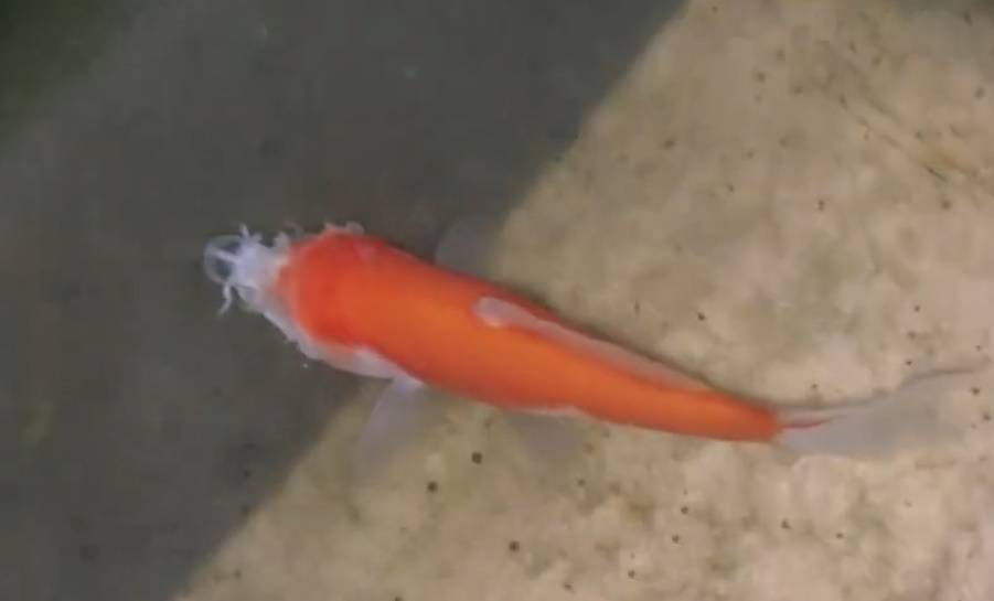 Cá vàng không đầu vẫn bơi tung tăng trong bể- Ảnh 1.