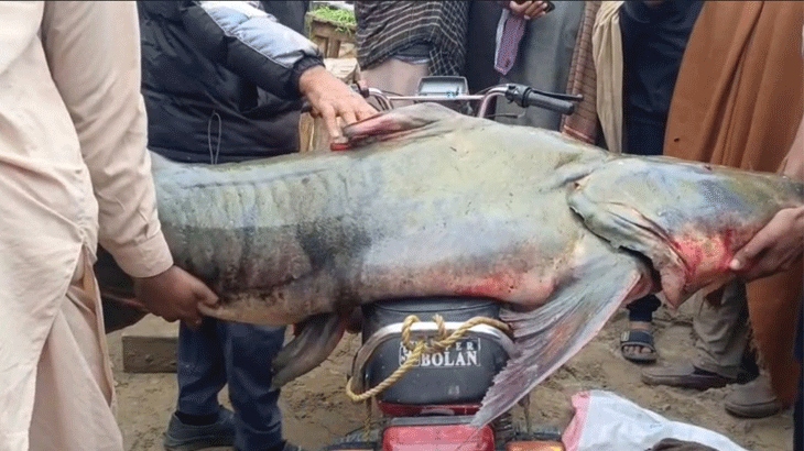 Bắt được con cá nặng 102kg, ngư dân liền bán với giá 58 triệu đồng- Ảnh 1. Bắt được con cá nặng 102kg, ngư dân liền bán với giá 58 triệu đồng- Ảnh 1.