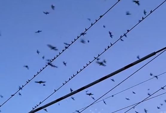 Đang đi dạo, người đàn ông bắt gặp cảnh tượng nổi da gà- Ảnh 1. Đang đi dạo, người đàn ông bắt gặp cảnh tượng nổi da gà- Ảnh 1.